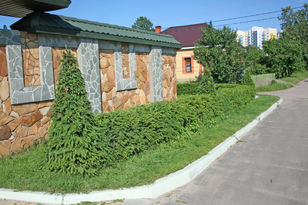 Туя Смарагд голубая ель миксбордер