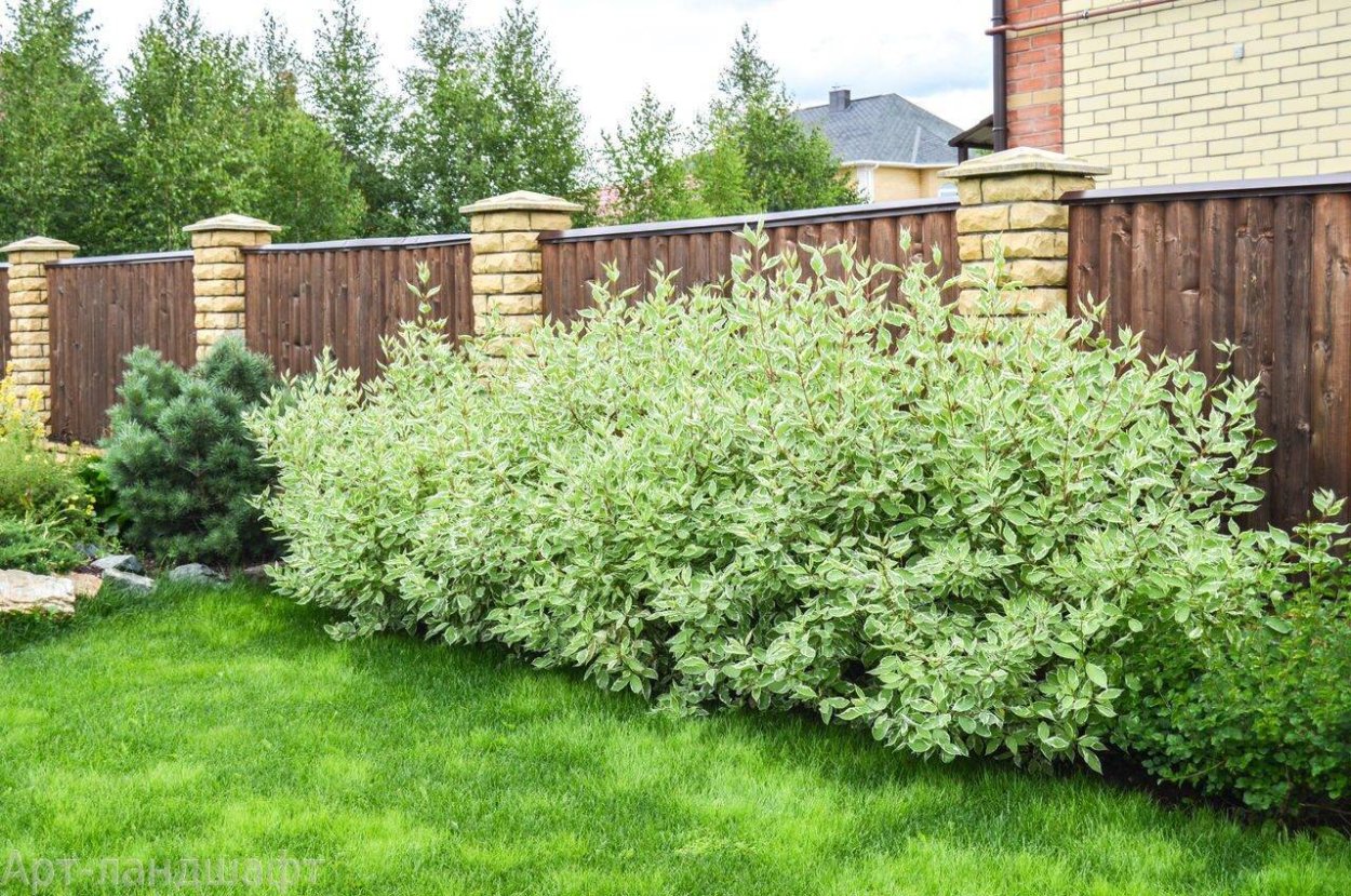 Сосна Горная Мугус Живая изгородь