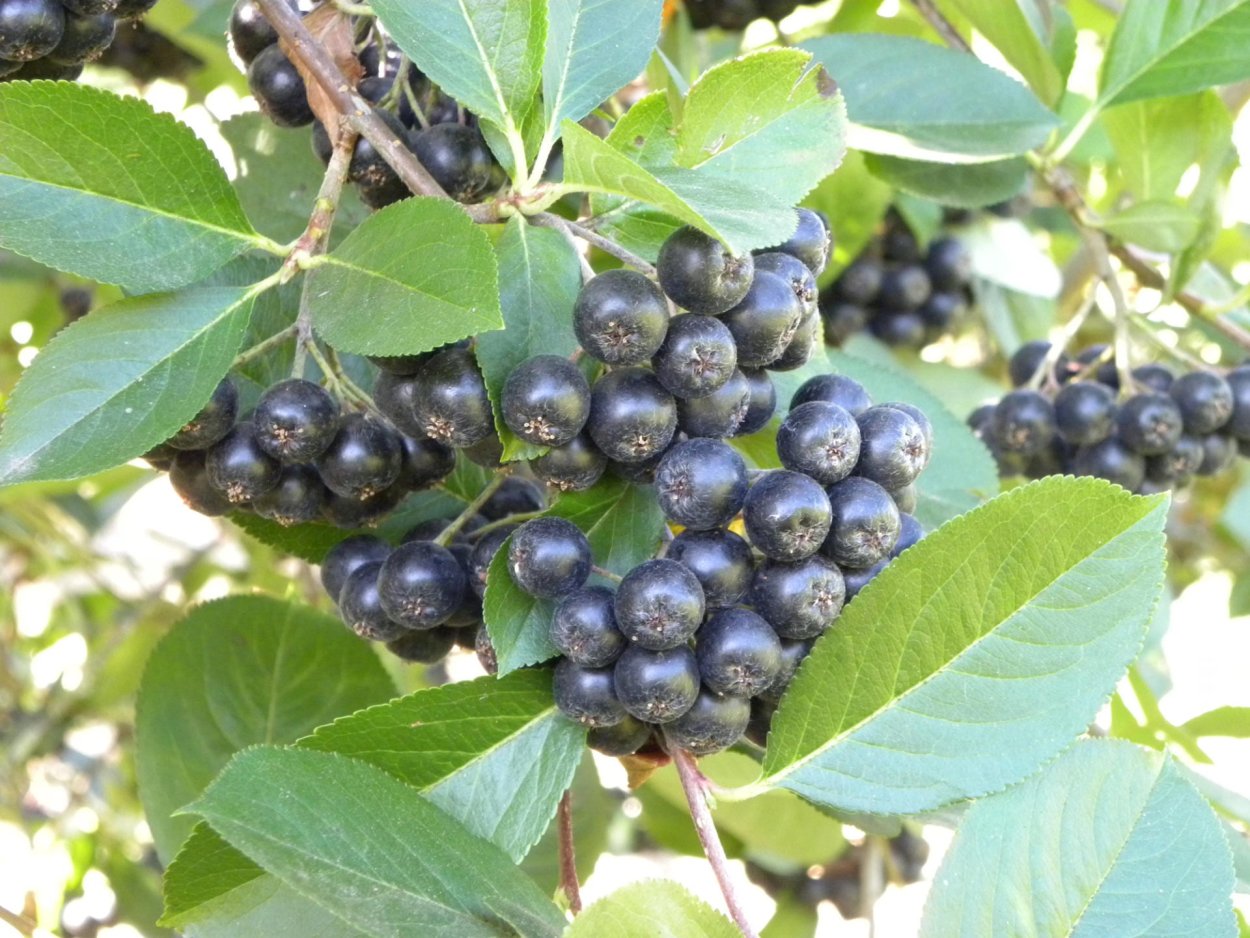 Арония сливолистная