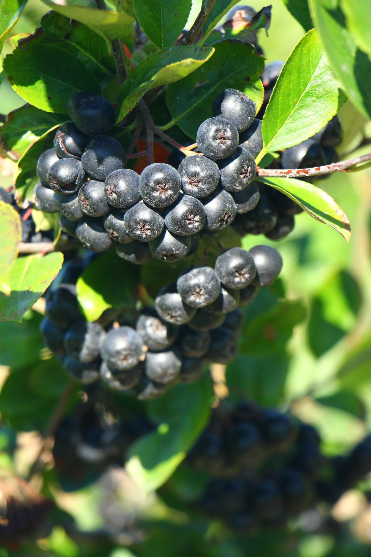 Черноплодная рябина арония