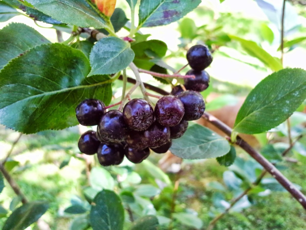 Арония ХУКИНГ