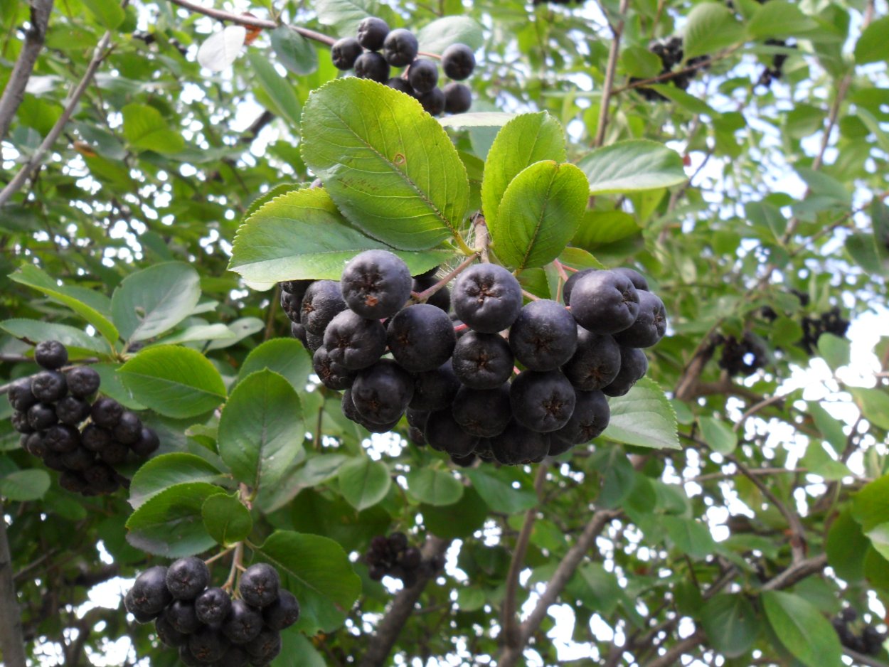 Калина черноплодная куст