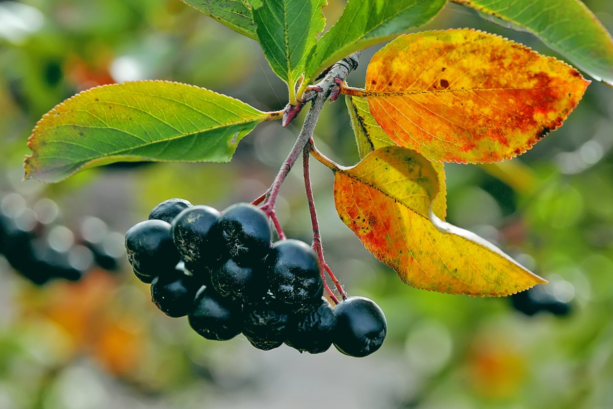 Арония черноплодная листья