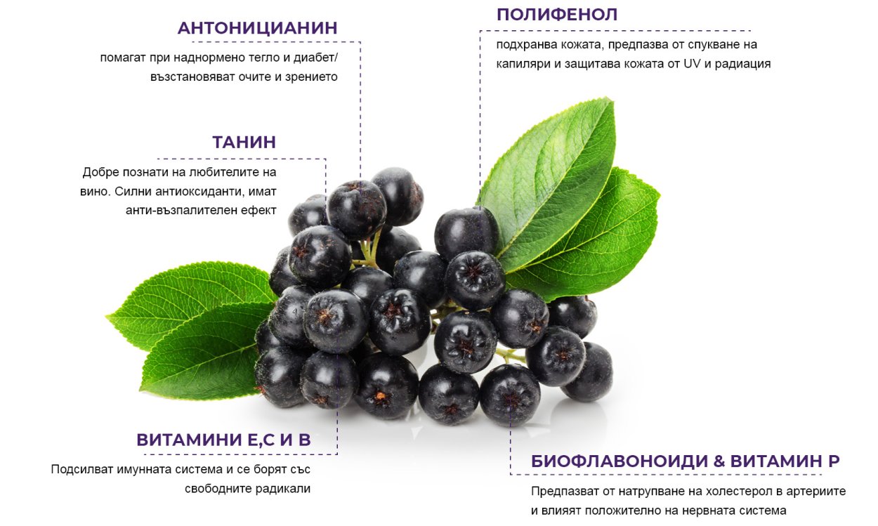 Арония (черемуха черноплодная)