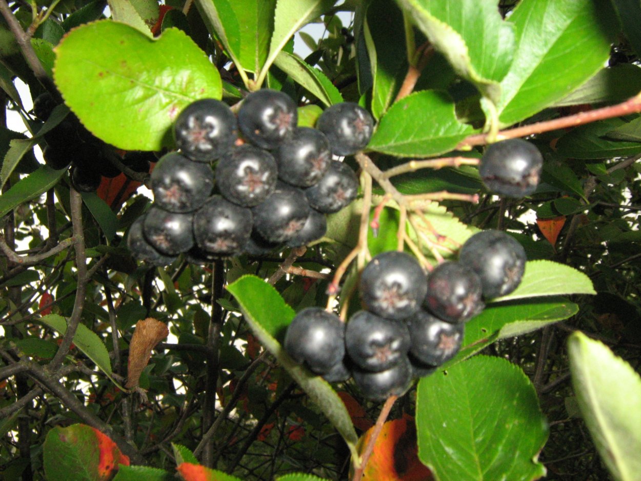 Черноплодка косточка