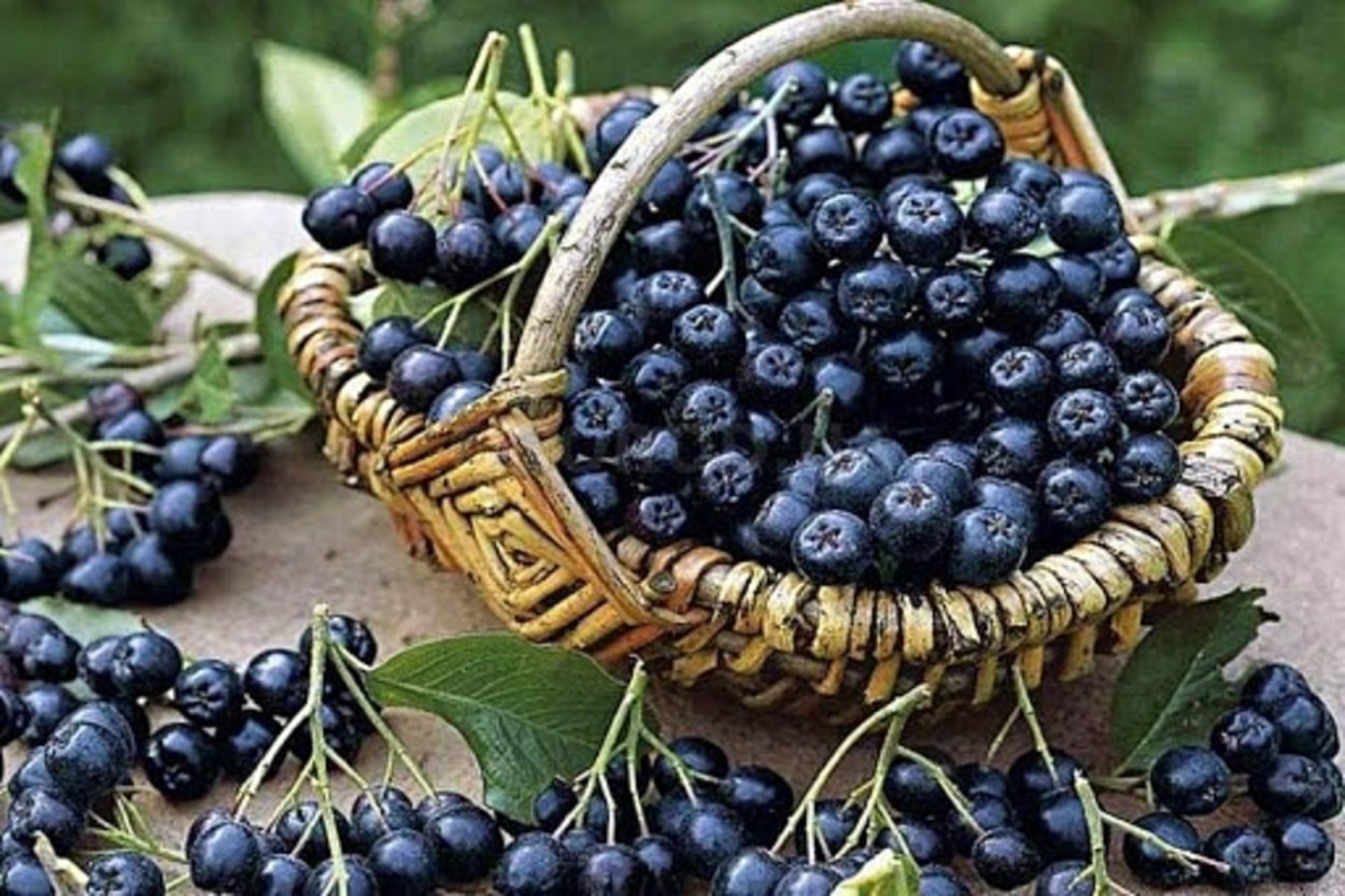 Арония черноплодная