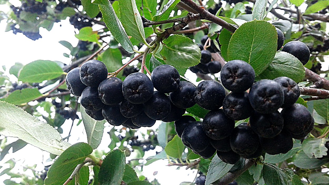 Арония черноплодная куст