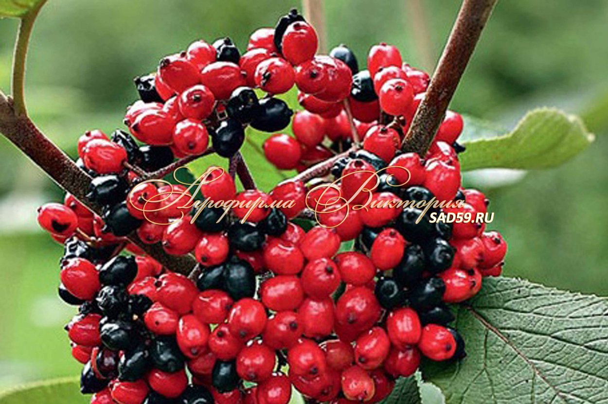 Калина гордовина, Калина черная