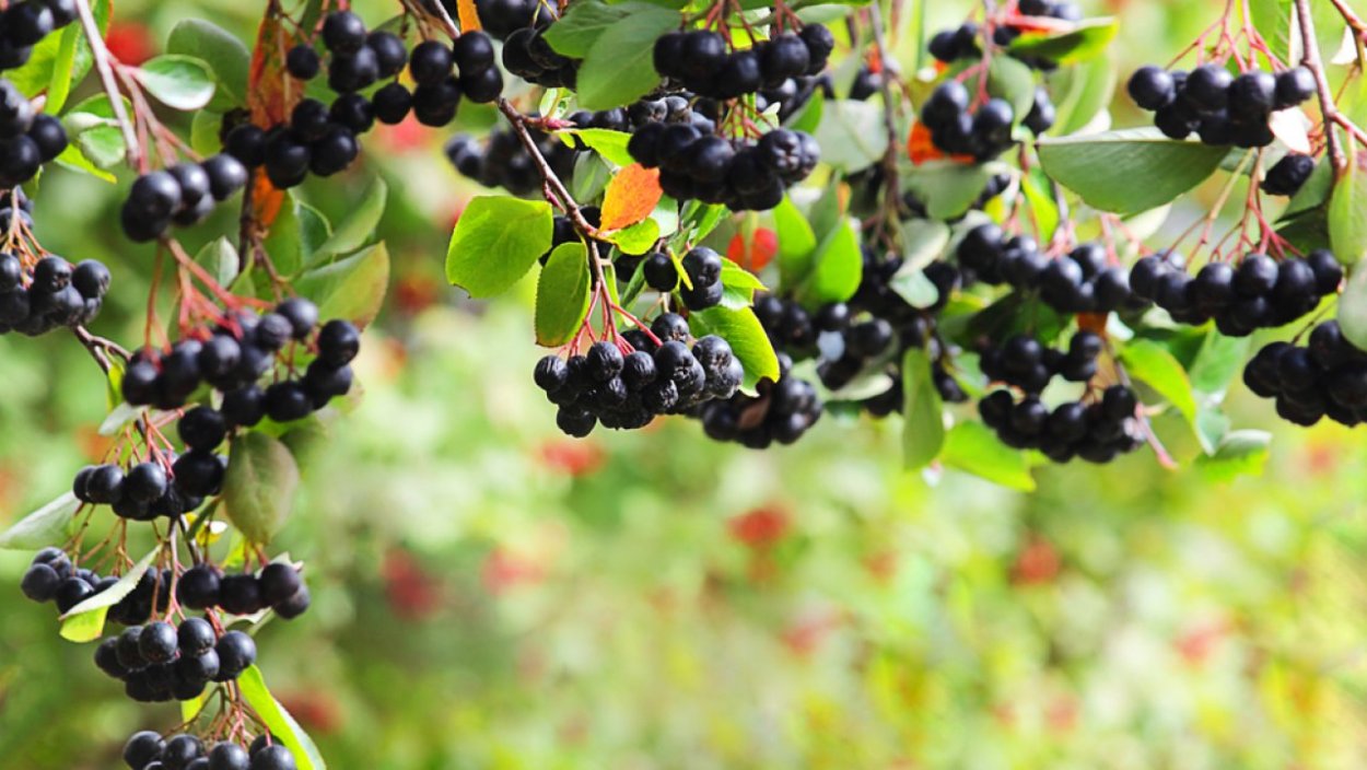 Арония черноплодная смородина