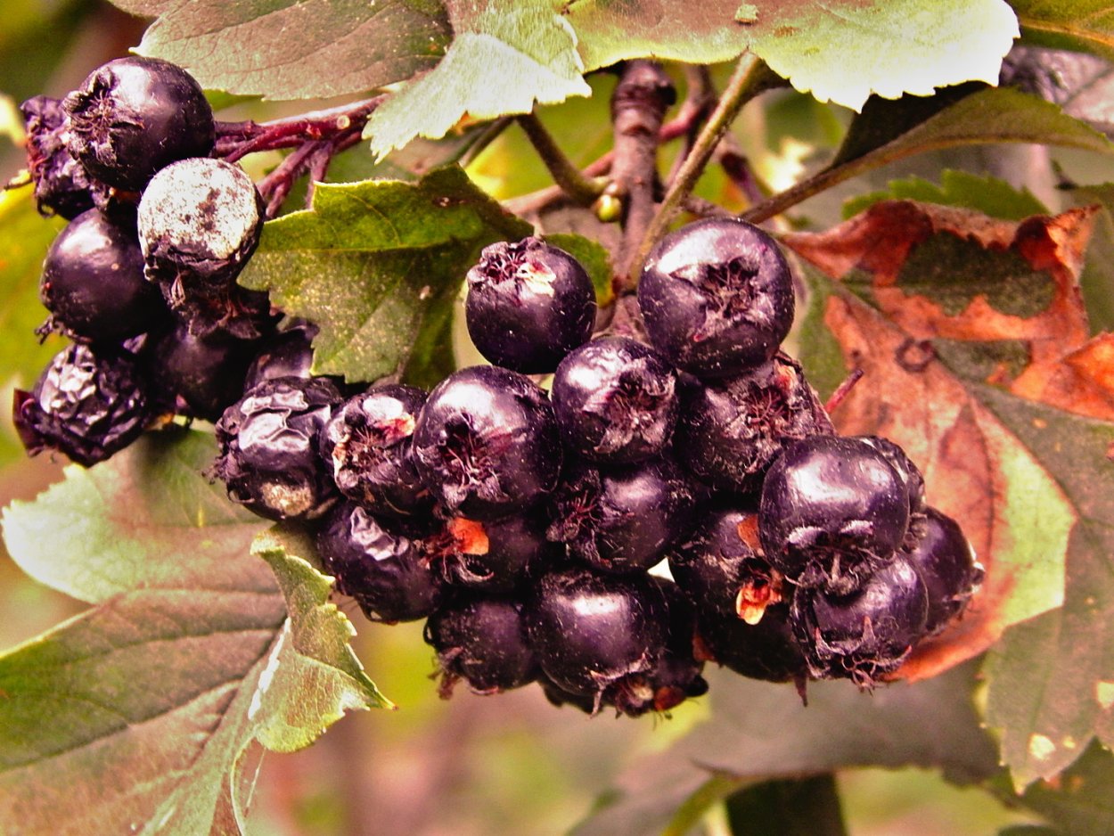 Гроздь черноплодной рябины
