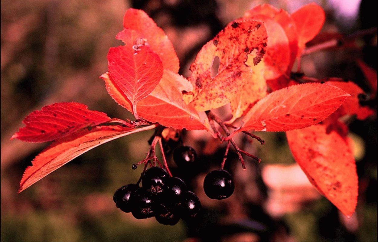 Арония черноплодная осень