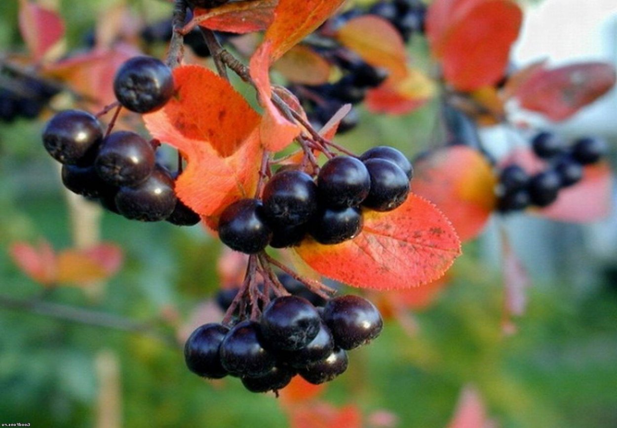 Черноплодная рябина арония Мичурина
