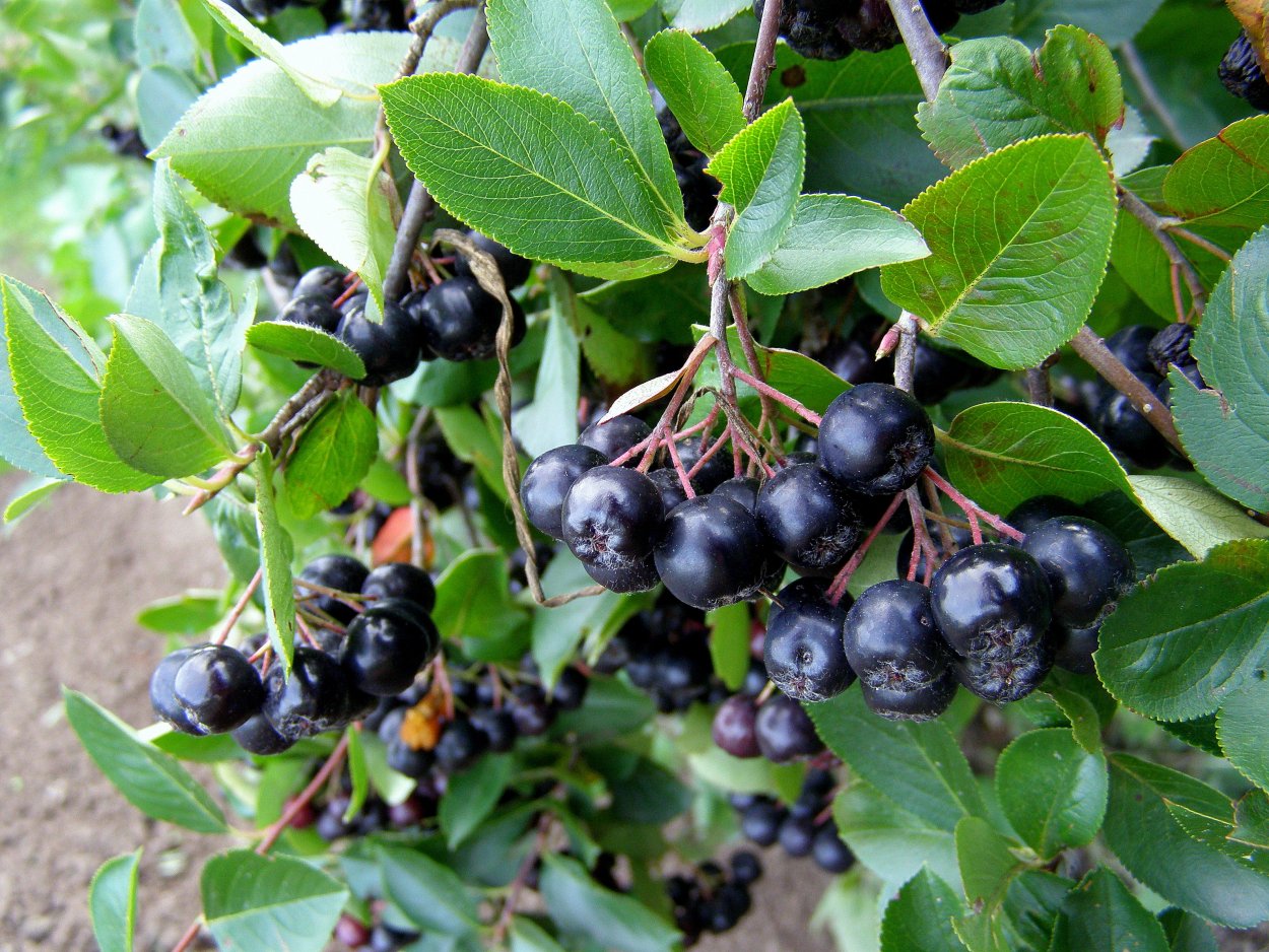 Черноплодная рябина арония