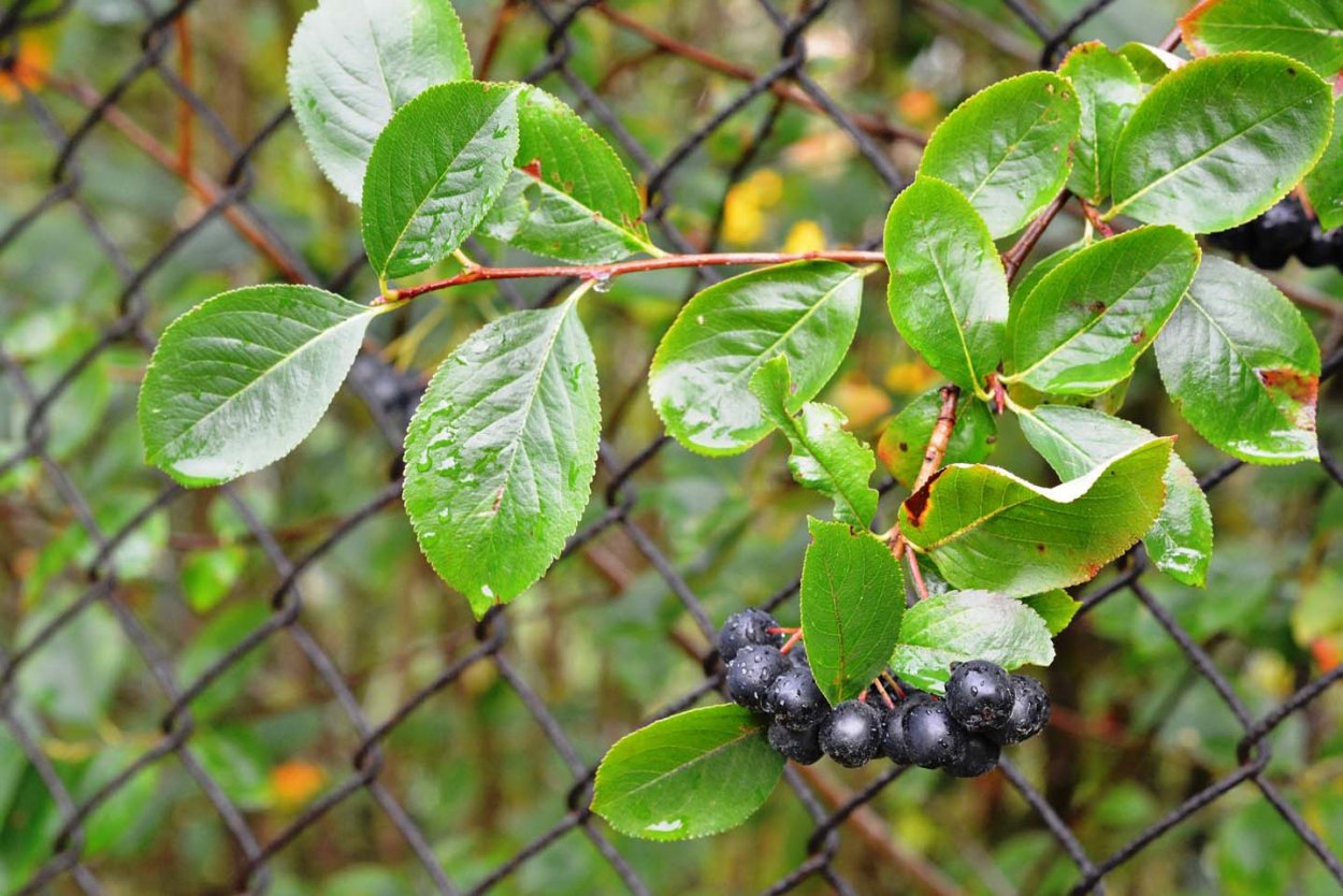 Арония Арон