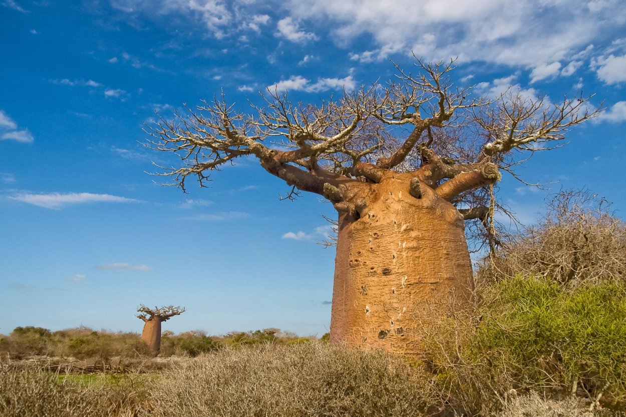 Баобаб в Мавритании