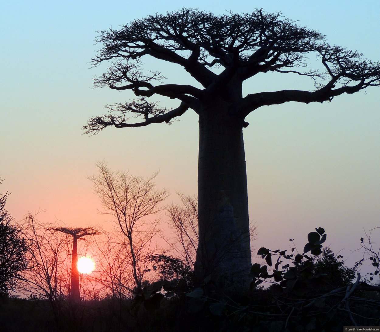 Adansonia digitata баобаб Адансония пальчатая