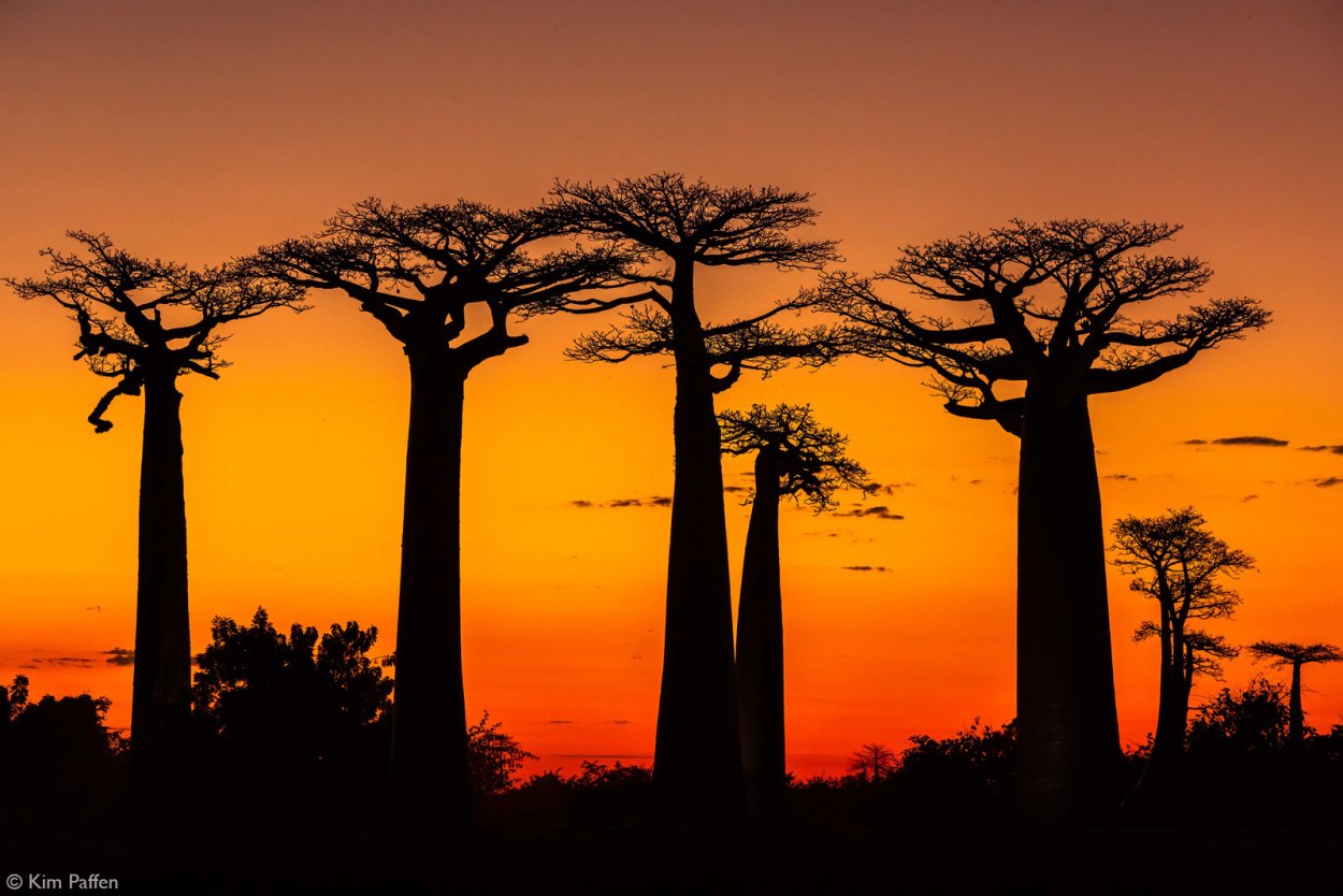 Африканский закат с баобабами
