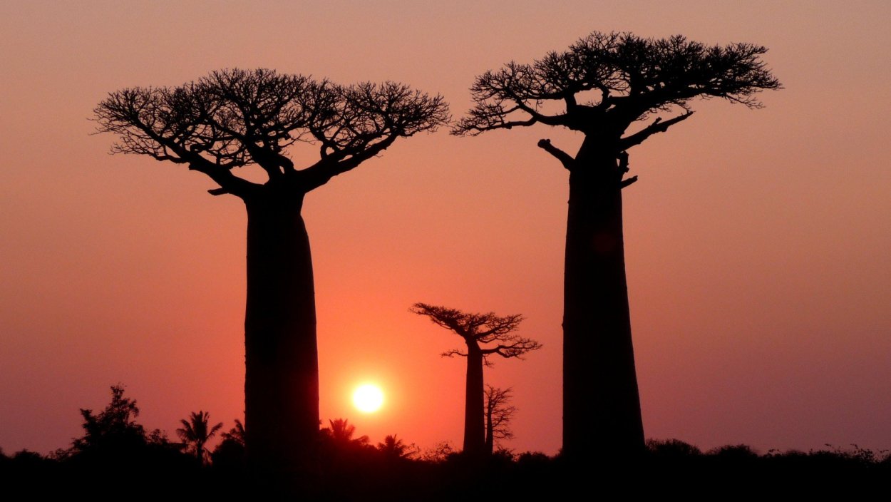 Баобаб в Австралии