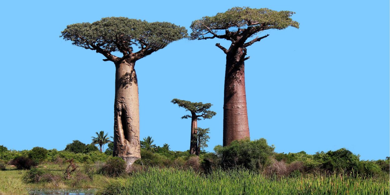 Проспект баобабов Мадагаскар
