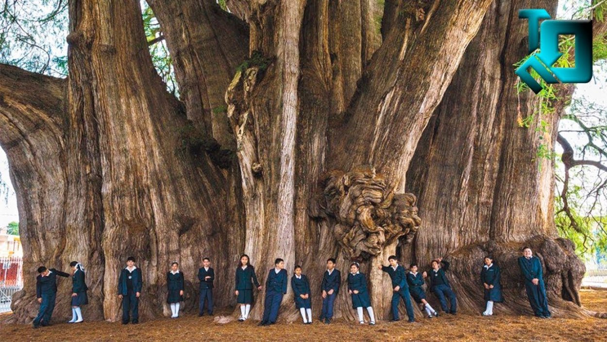 Аллея баобабов Мадагаскар