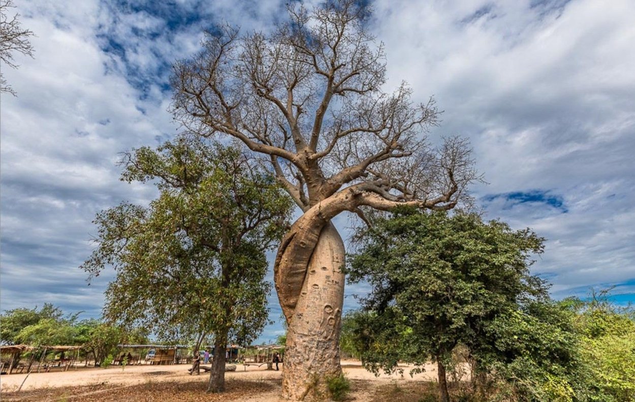 Баобаб в саванне Африки