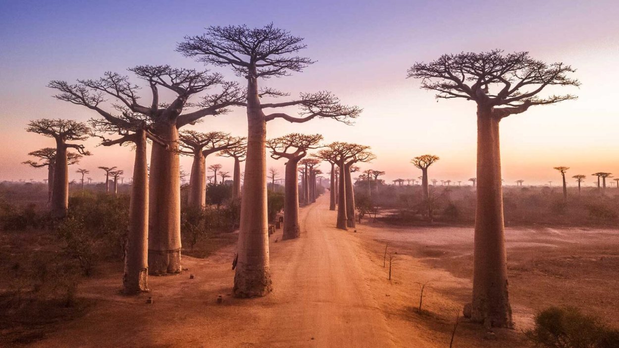 Григорий баобабов