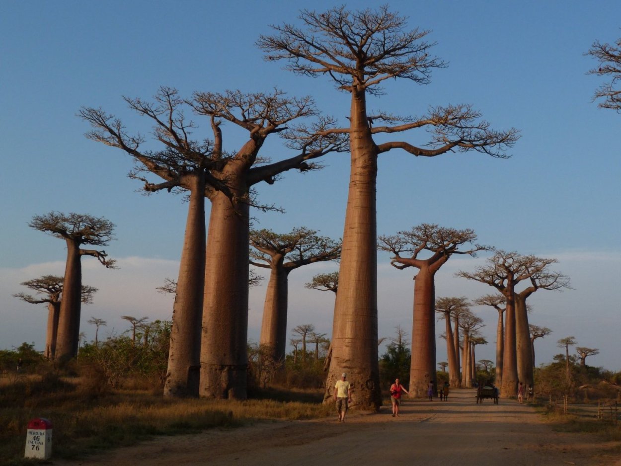 Adansonia digitata баобаб Адансония пальчатая