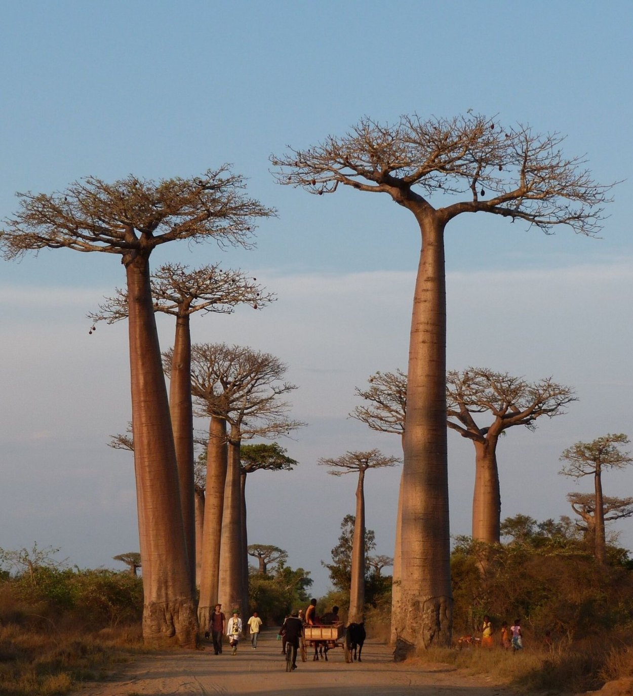 Аллея баобабов в Африке