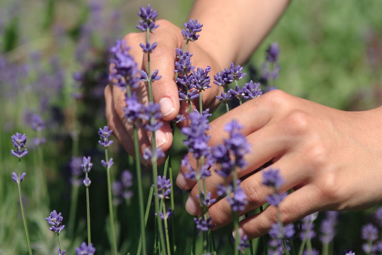 Лаванда нежность