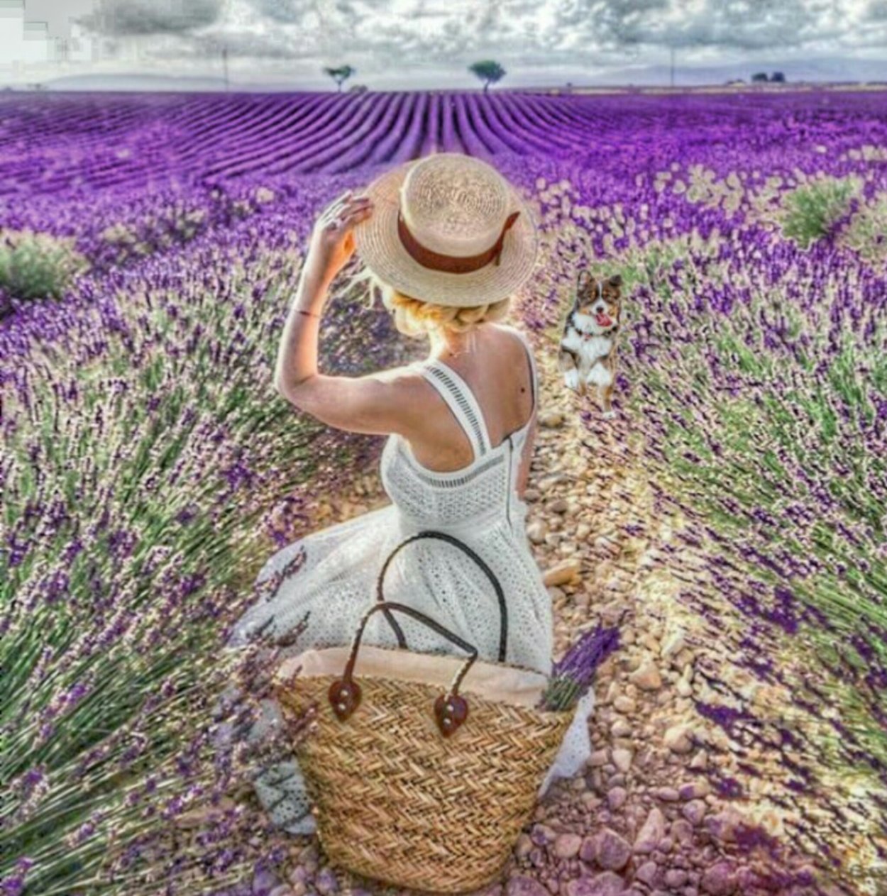 Ламбре Лавандовые поля