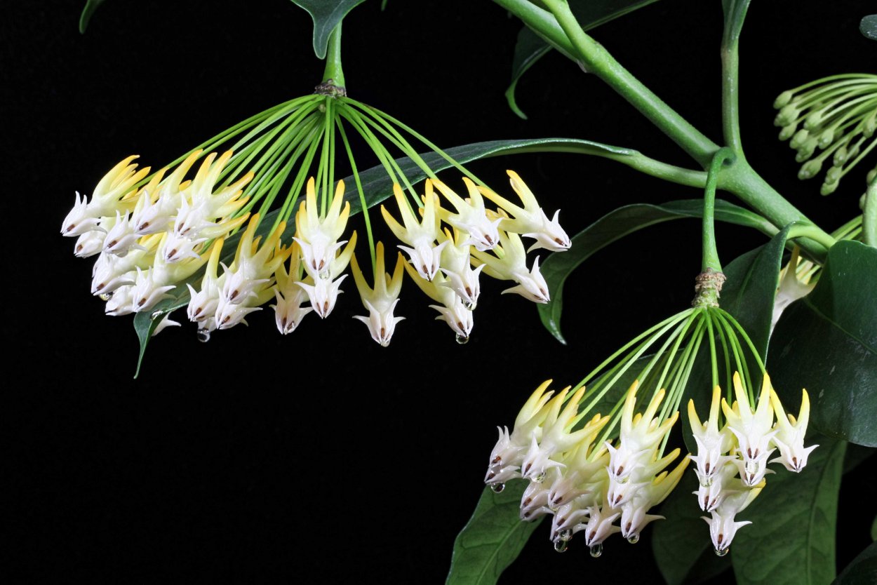 Хойя Локки Вариегата