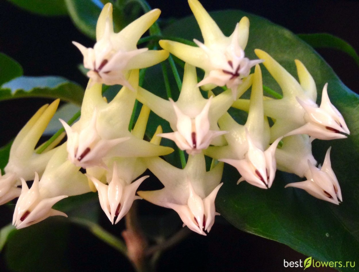 Хойя мультифлора