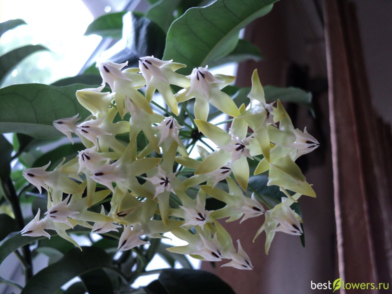 Хойя мультифлора Локки