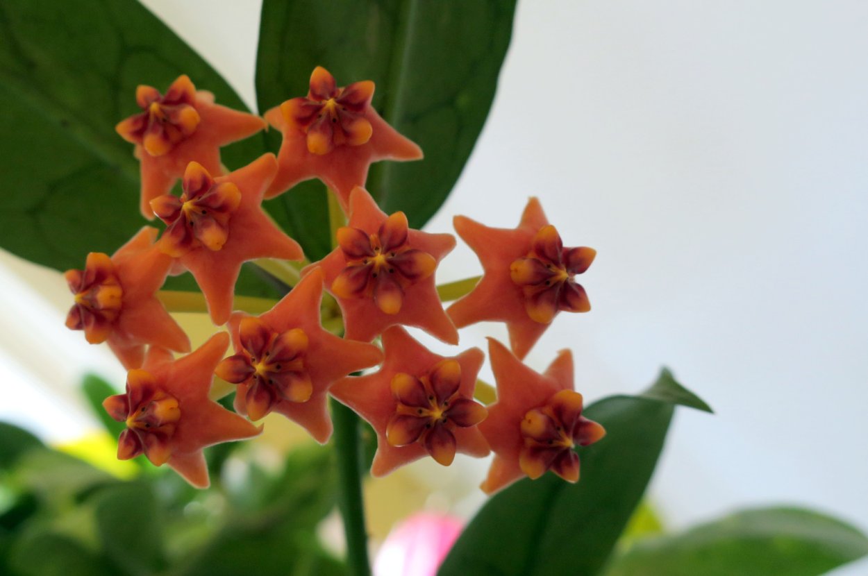 Хойя кустовая