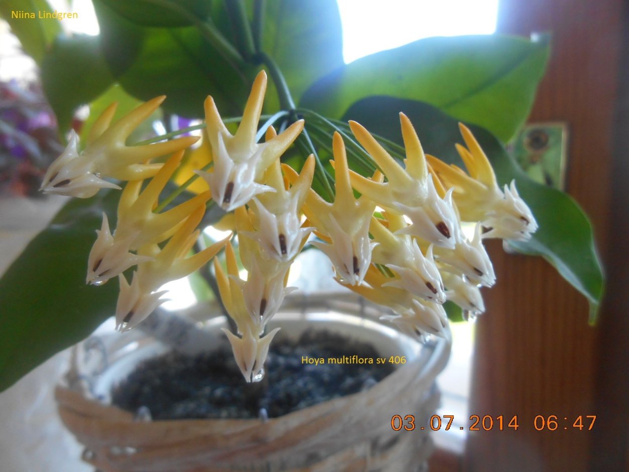 Хойя мультифлора вариегатная