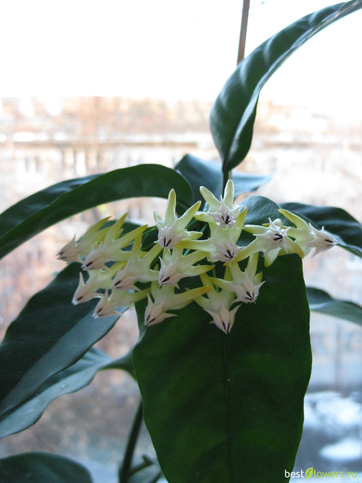 Хойя мультифлора вариегатная