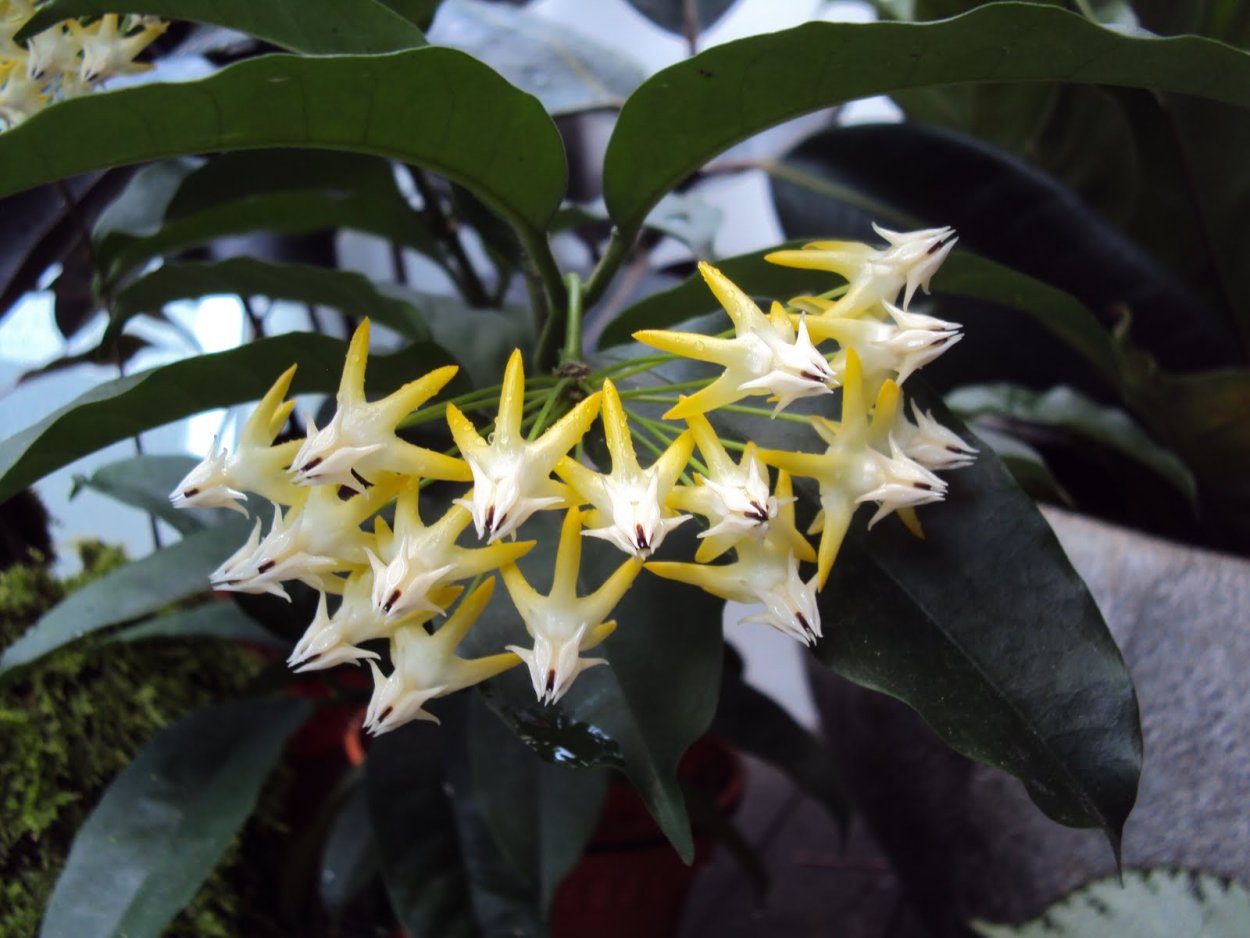 Hoya multiflora variegata
