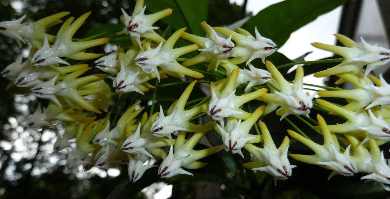 Hoya multiflora (long Leaf