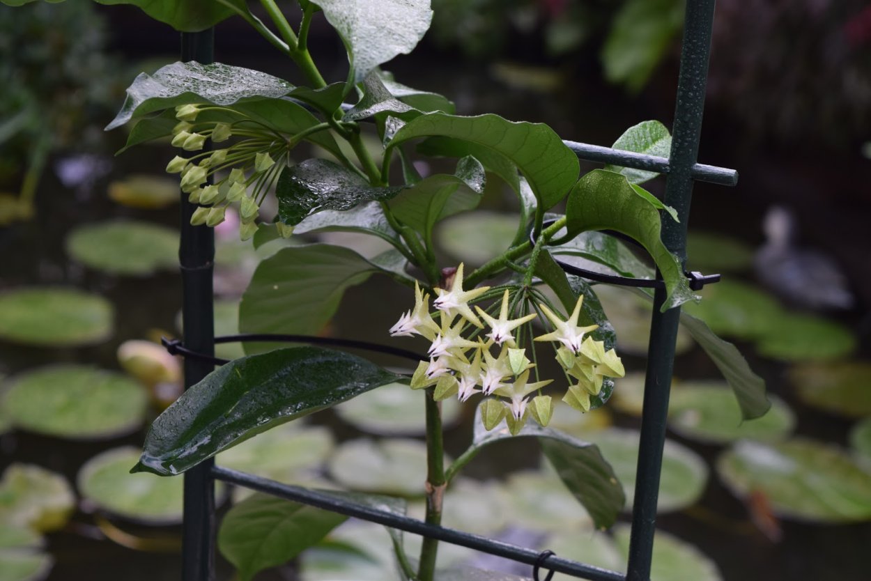 Хойя multiflora SV. 406