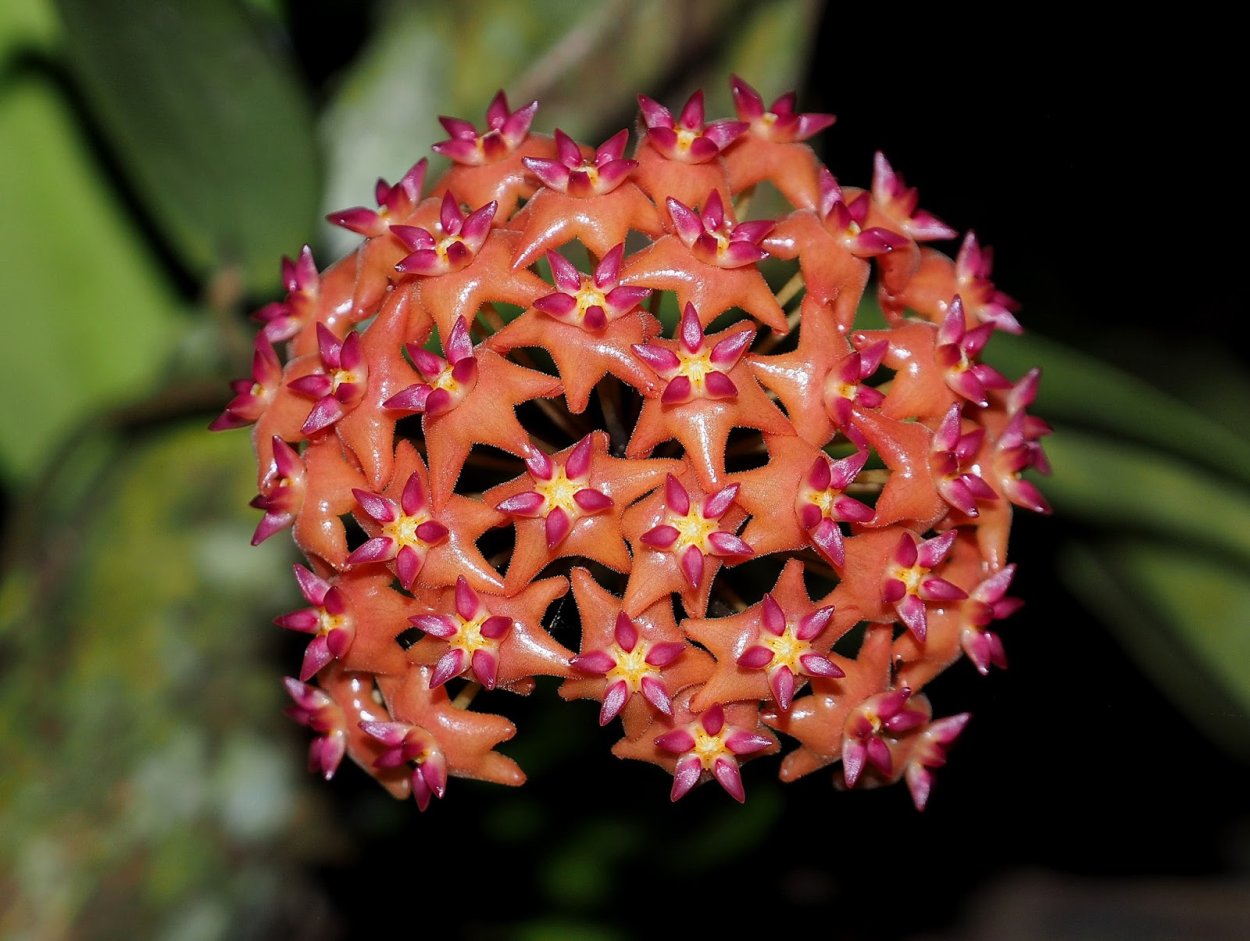 Hoya phyllura ( Hoya linusii )