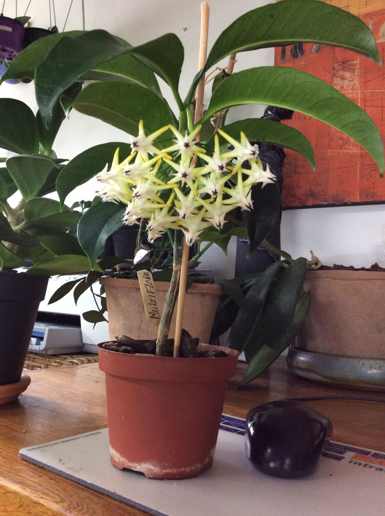 Хойя мультифлора Милки Вей