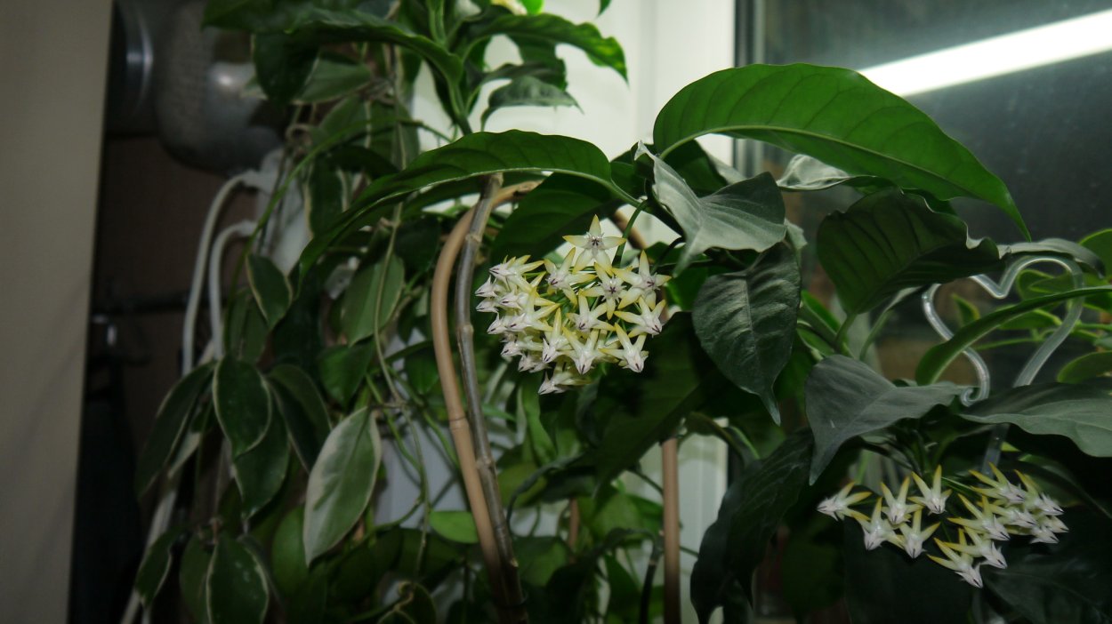 Хойя мультифлора (Hoya multiflora)