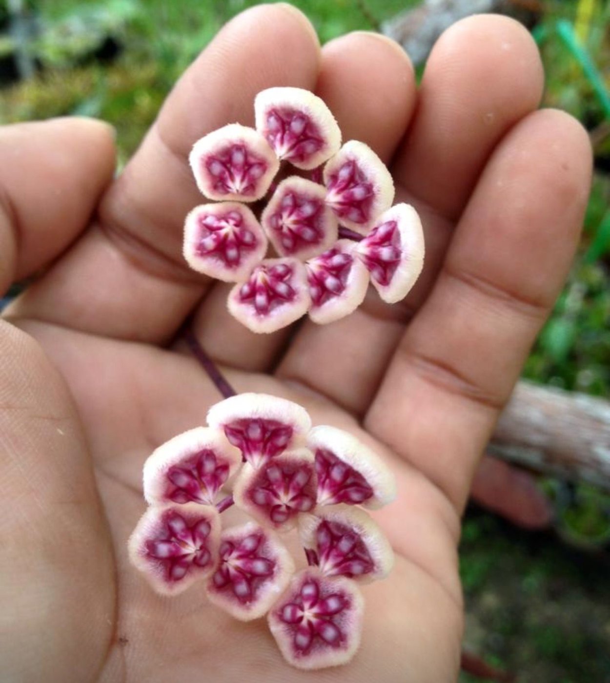 Цветок Хойя мультифлора