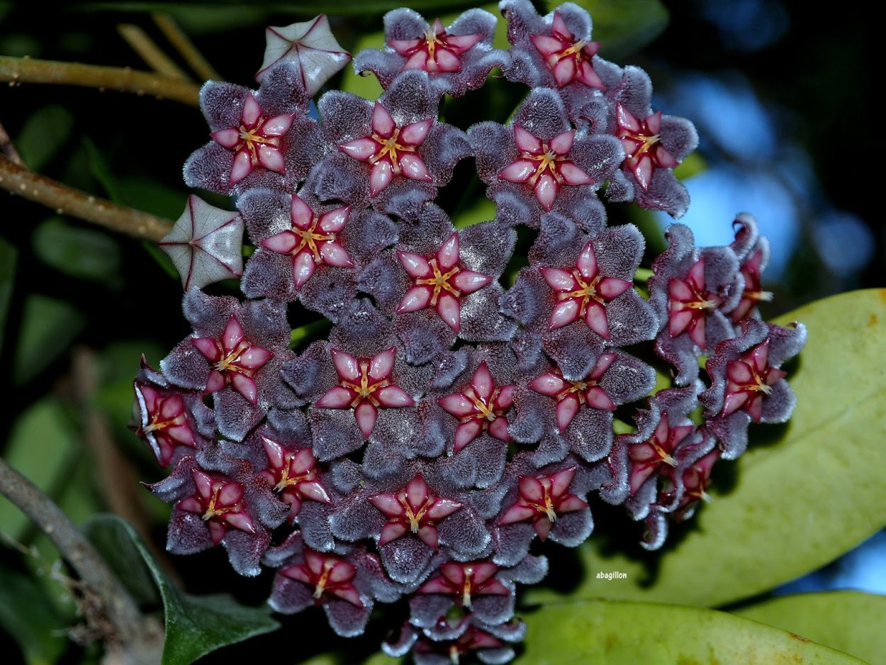 Multiflora var Хойя