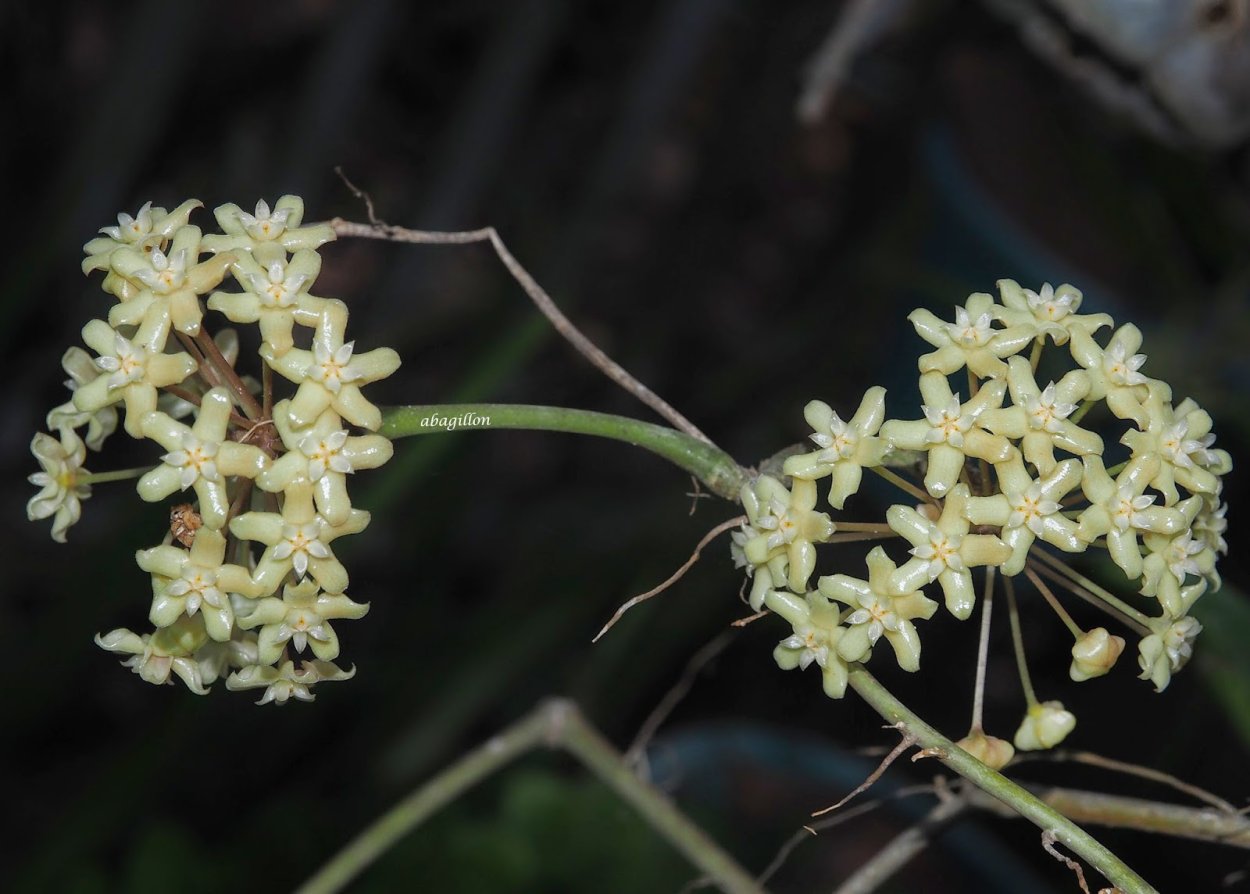 Хойя hainanensis