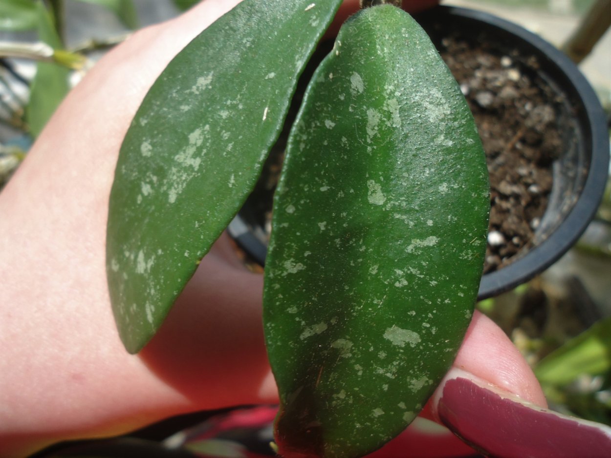 Хойя фускомаргината Сплеш