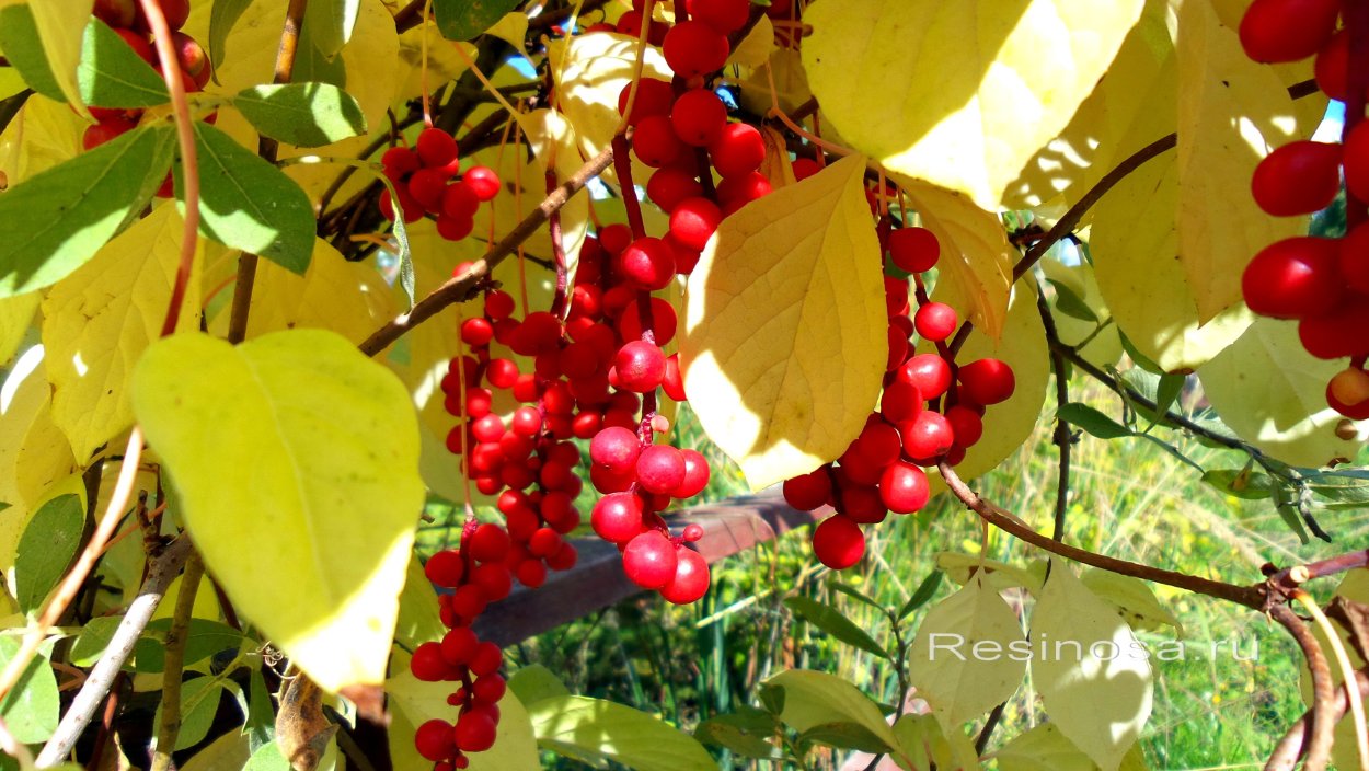 Лимонник китайский (Schisandra chinensis)