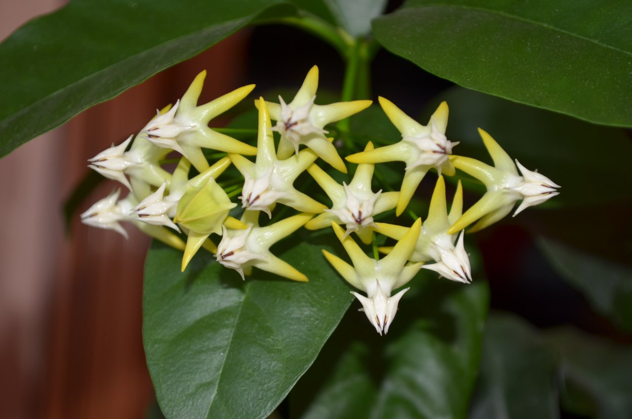 Хойя мультифлора вариегатная