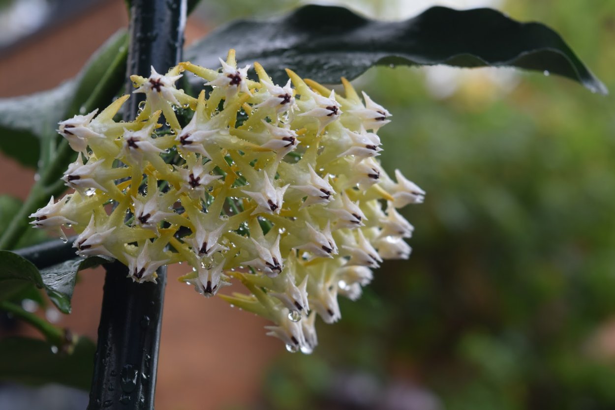 Hoya multiflora