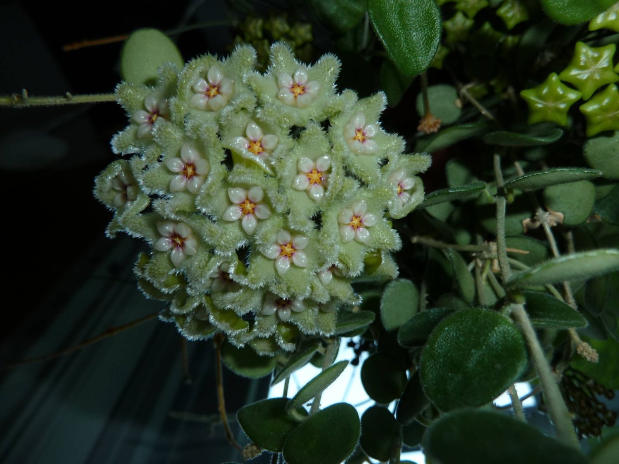 Хойя кумингиана Hoya cumingiana